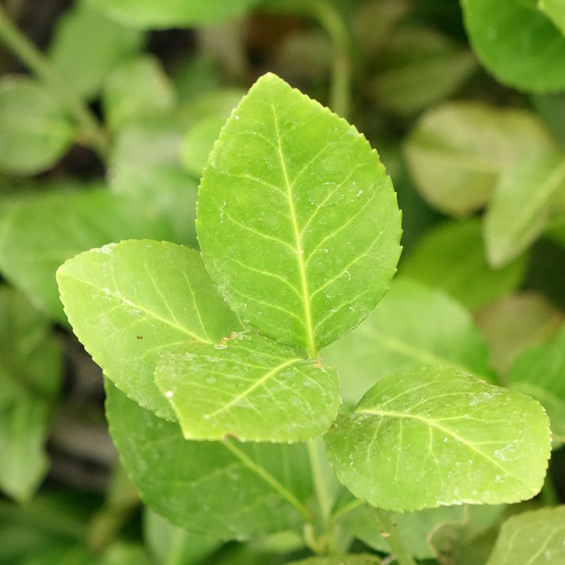 Spindelstrauch Dart's Blanket - Euonymus fortunei (Laub)