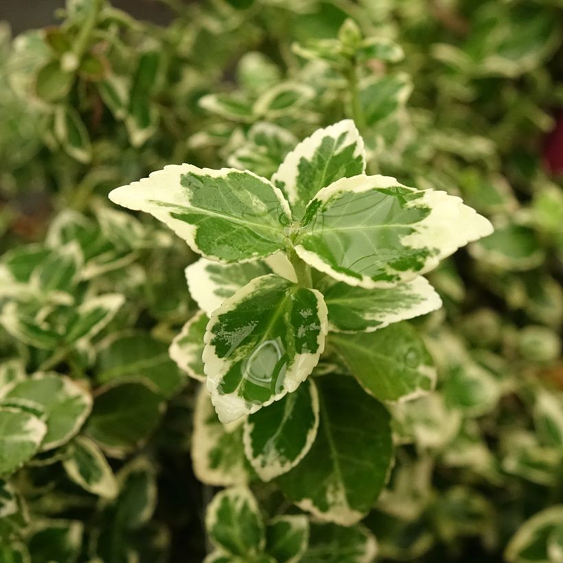 Spindelstrauch Emerald Gaiety - Euonymus fortunei (Laub)