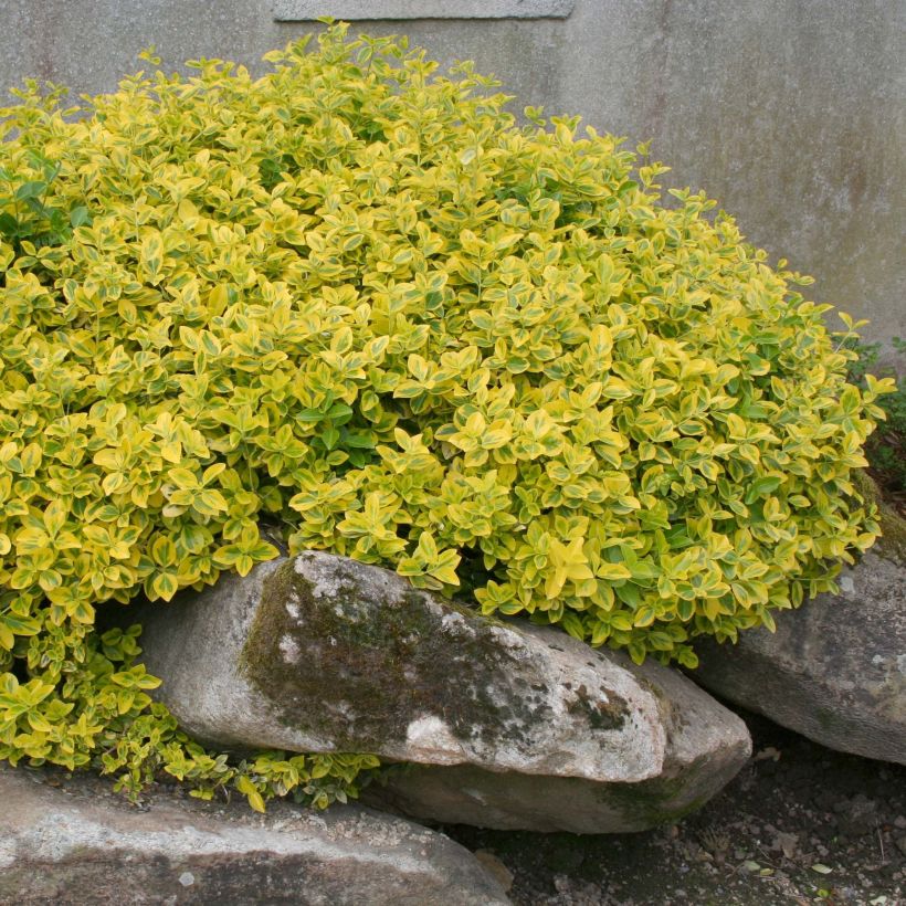 Spindelstrauch Emerald 'n gold - Euonymus fortunei (Hafen)