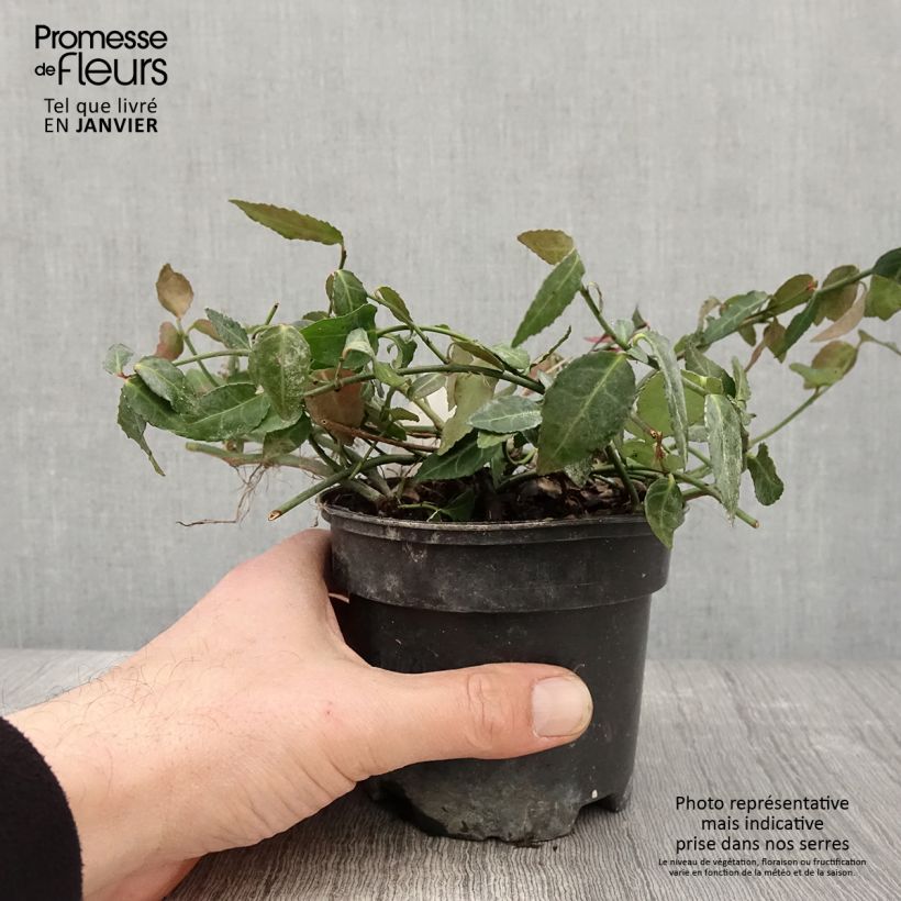 Exemplar von Euonymus fortunei Radicans - Fusain rampant Pot de 1L/1,5L wie im Winter geliefert