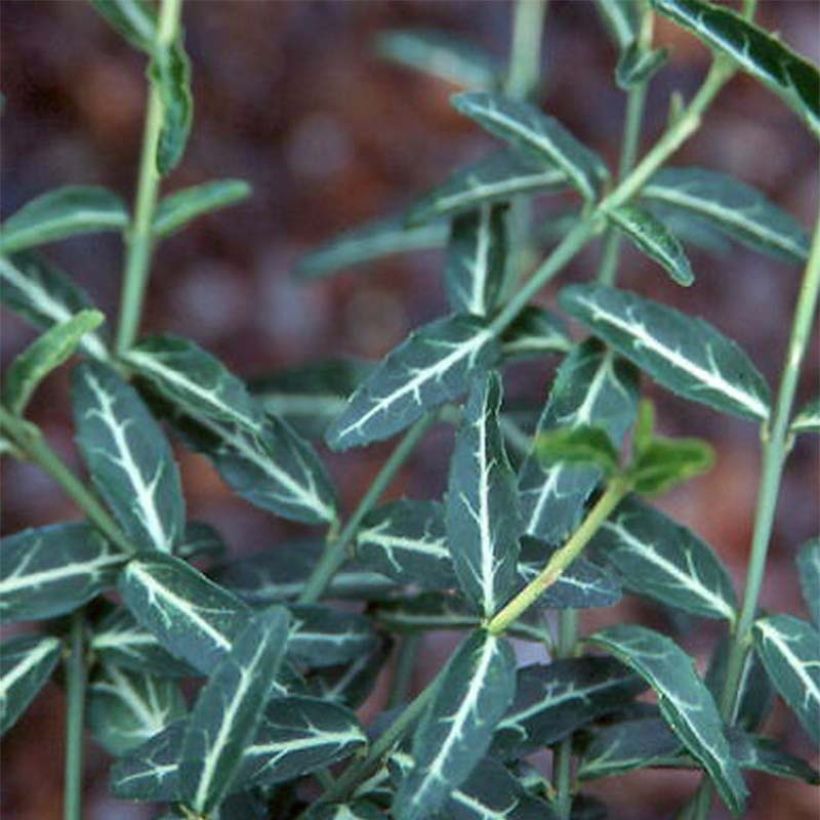 Spindelstrauch Wolong Ghost - Euonymus fortunei var. radicans (Laub)