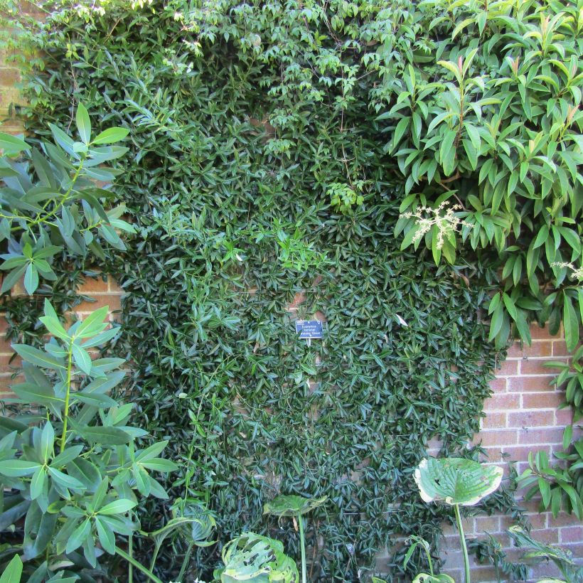 Spindelstrauch Wolong Ghost - Euonymus fortunei var. radicans (Hafen)