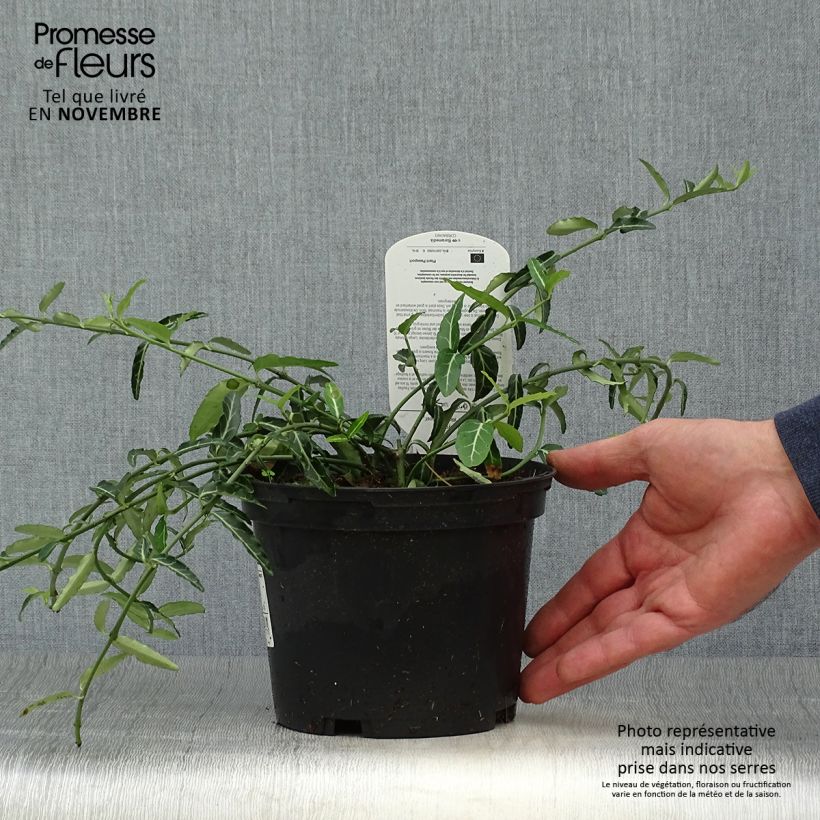 Exemplar von Euonymus fortunei Wolong Ghost - Fusain rampant Pot de 2L/3L wie im Herbst geliefert