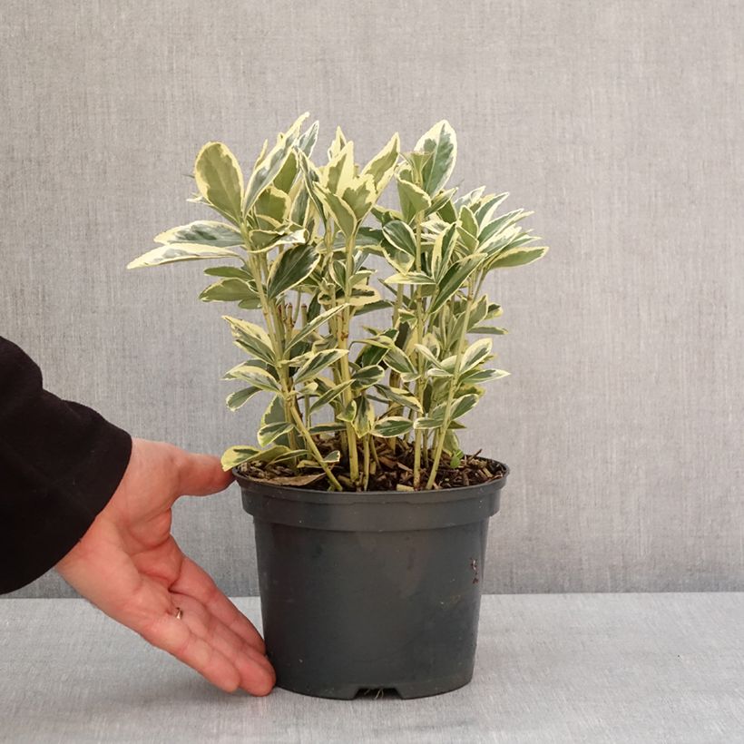 Exemplar von Japanischer Spindelstrauch Bravo - Euonymus japonicus Topf mit 2L/3LGelieferte Höhe ca. 25/30cm wie im Winter geliefert