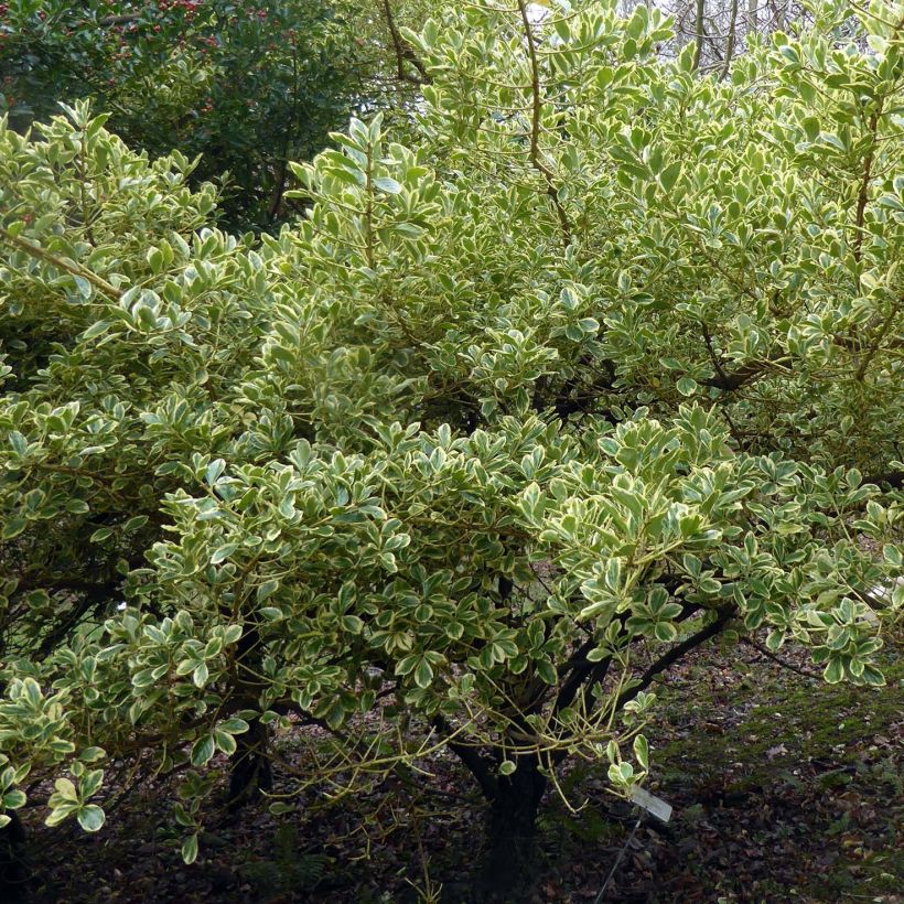 Japanischer Spindelstrauch Duc d'Anjou - Euonymus japonicus (Hafen)