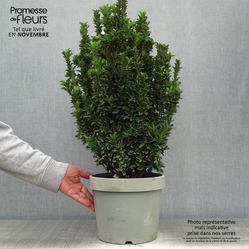 Exemplar von Japanischer Spindelstrauch Paloma Blanca - Euonymus japonicus wie im Herbst geliefert