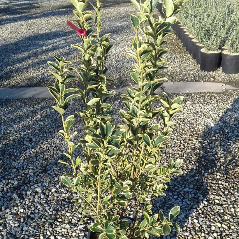 Japanischer Spindelstrauch Silver King - Euonymus japonicus (Laub)