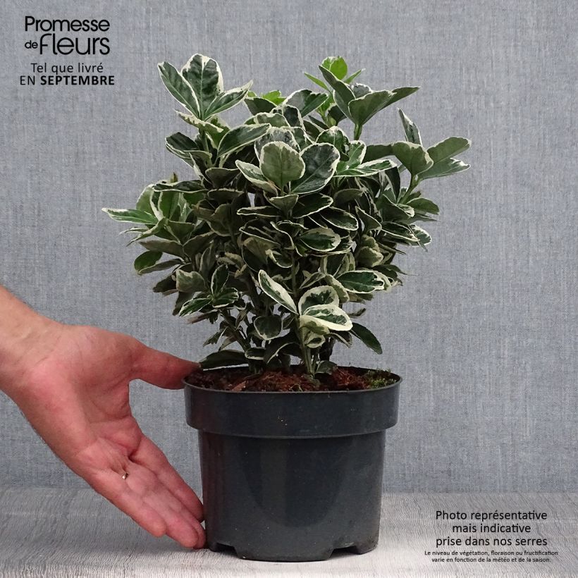 Exemplar von Japanischer Spindelstrauch Suzanne - Euonymus japonicus wie im Herbst geliefert