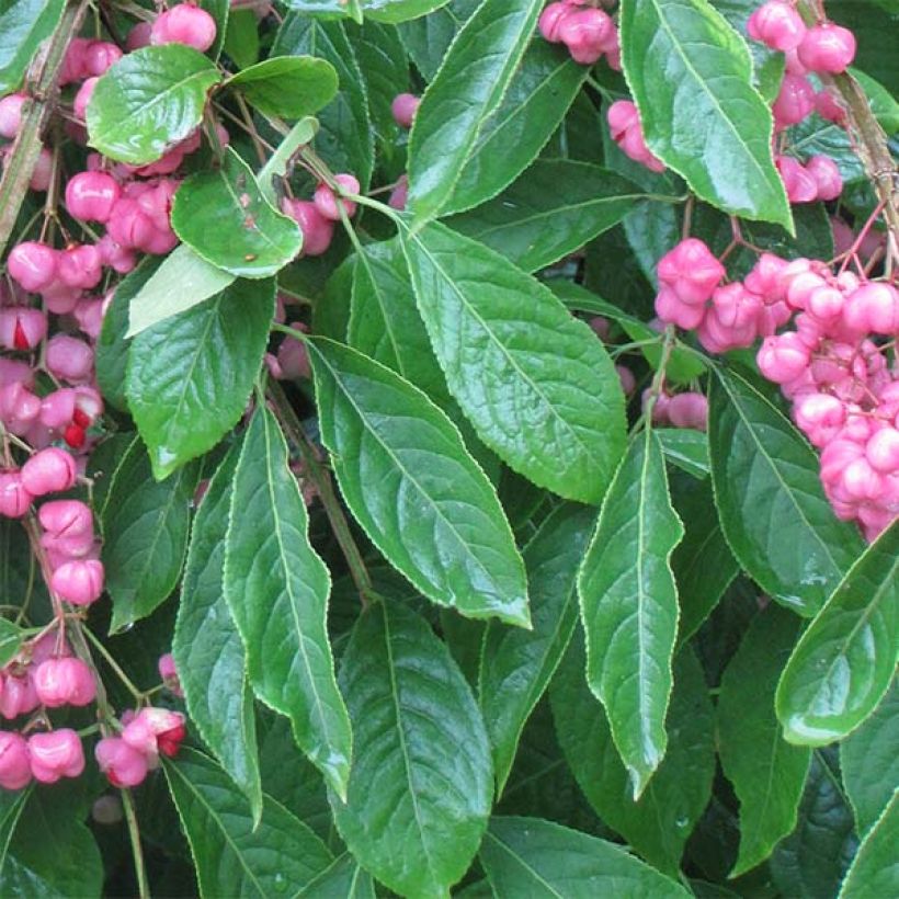 Euonymus phellomanus - Pfaffenhütchen (Laub)