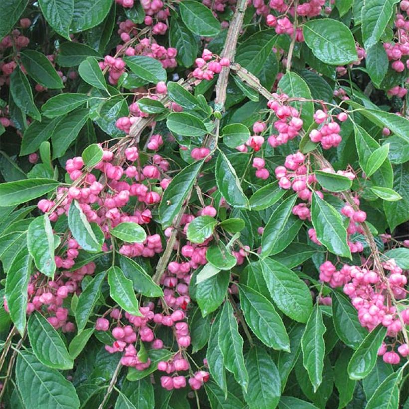 Euonymus phellomanus - Pfaffenhütchen (Blüte)