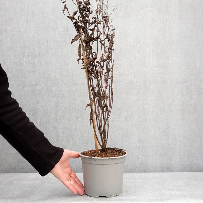 Exemplar von Eupatorium Baby Joe - Wasserdost Topf mit 3L/4L wie im Winter geliefert