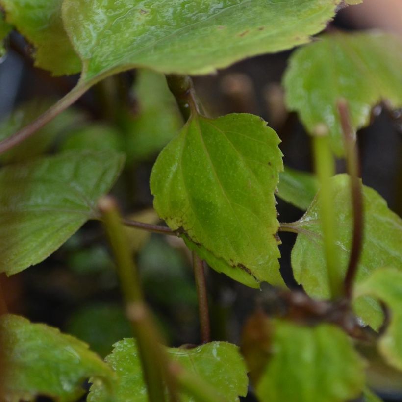 Weißer Wasserdost Braunlaub - Eupatorium rugosum (Laub)