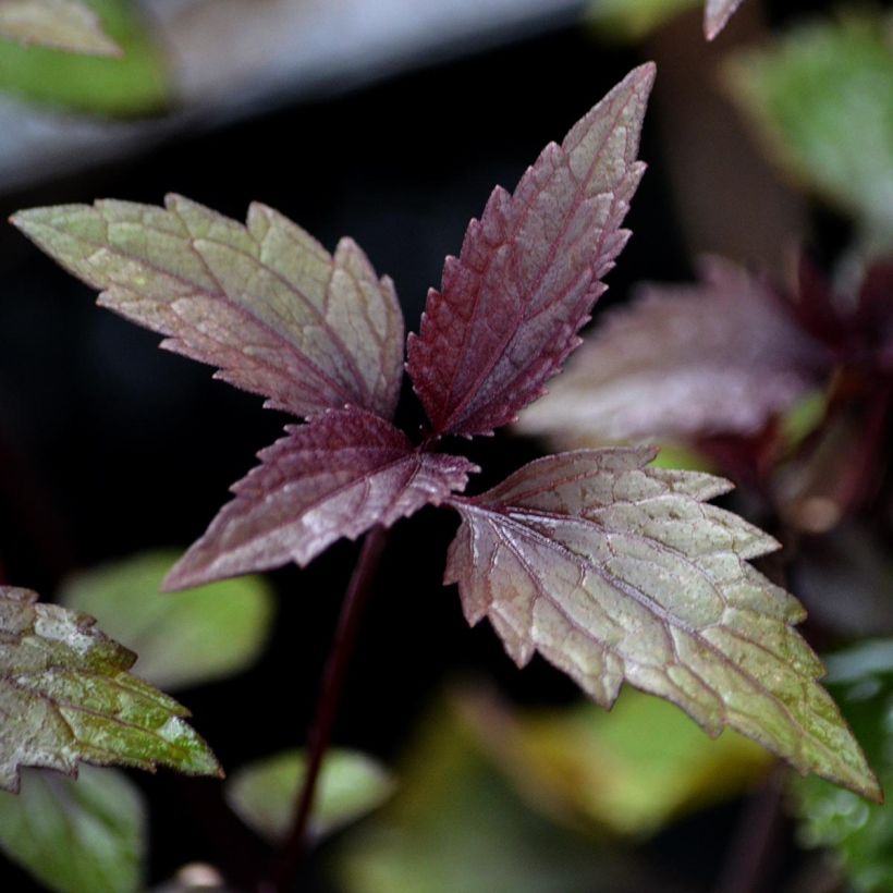 Wasserdost Chocolate - Eupatorium altissima (Laub)