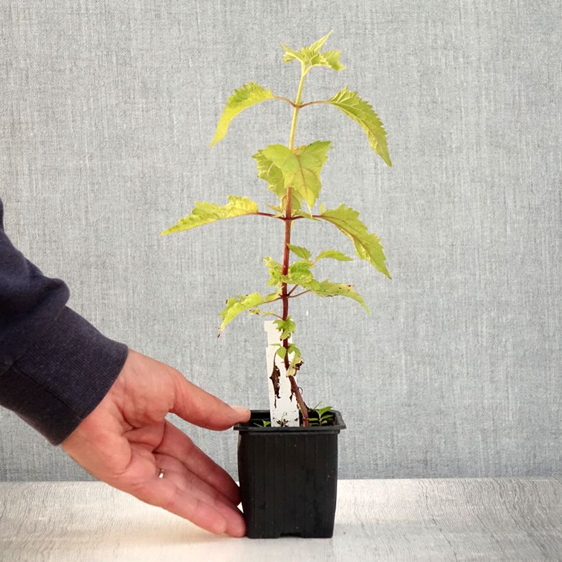 Exemplar von Weißer Wasserdost - Eupatorium rugosum Kleine Töpfe von 8/9 cm wie im Sommer geliefert