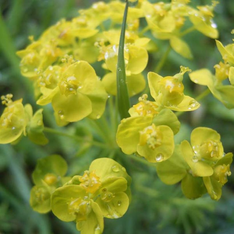 Euphorbia cyparissias - Zypressen-Wolfsmilch (Blüte)