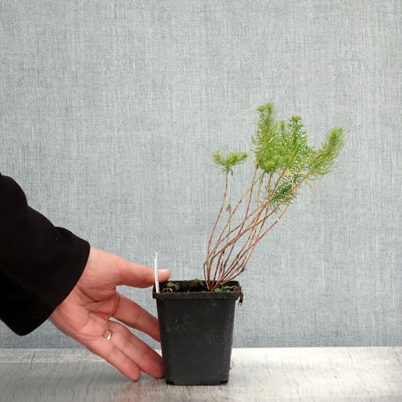 Exemplar von Euphorbe Petit-Cyprès - Euphorbia cyparissias Godet de 9cm wie im Herbst geliefert