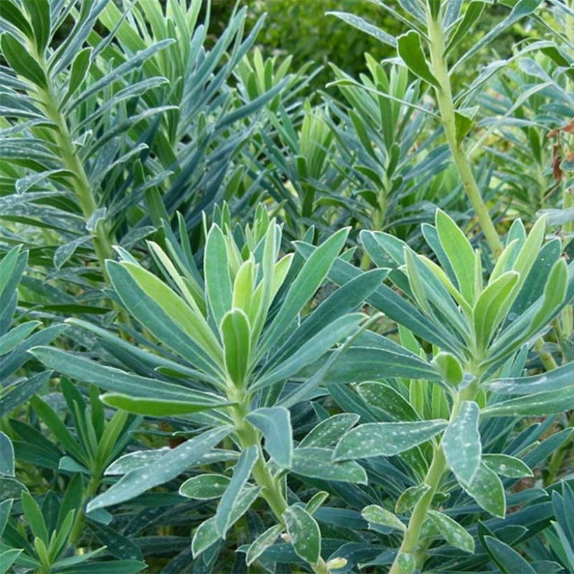 Euphorbia characias - Palisaden-Wolfsmilch (Laub)