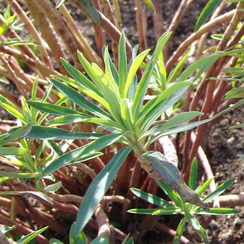 Euphorbia characias Black Pearl - Palisaden-Wolfsmilch (Laub)