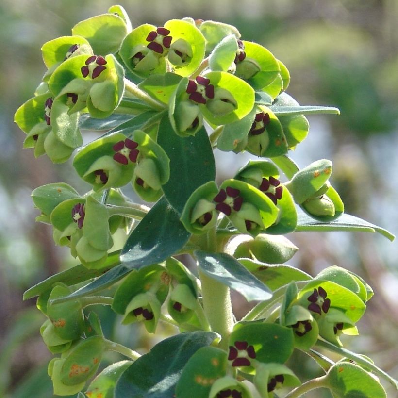 Euphorbia characias Black Pearl - Palisaden-Wolfsmilch (Blüte)