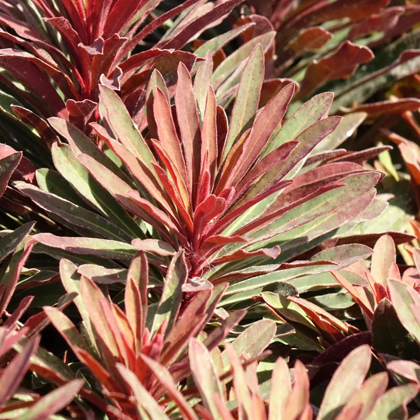 Euphorbia characias Miners Merlot - Palisaden-Wolfsmilch (Laub)