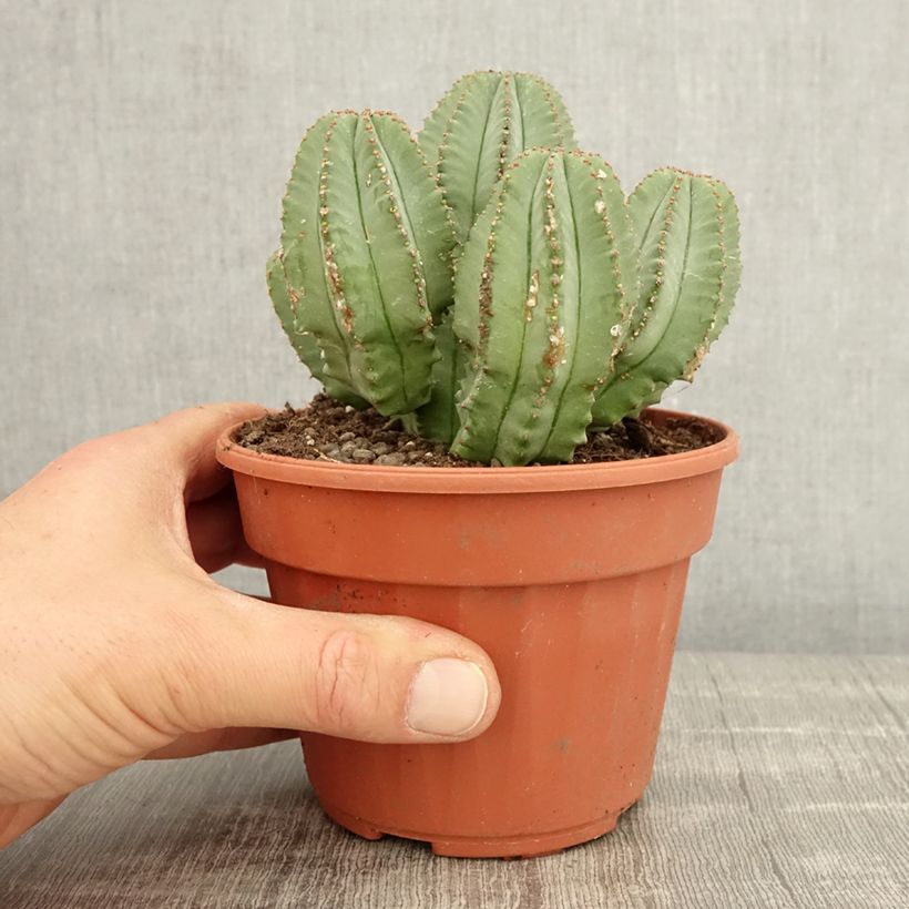 Exemplar von Euphorbia glauca - Wolfsmilch wie im Frühjahr geliefert