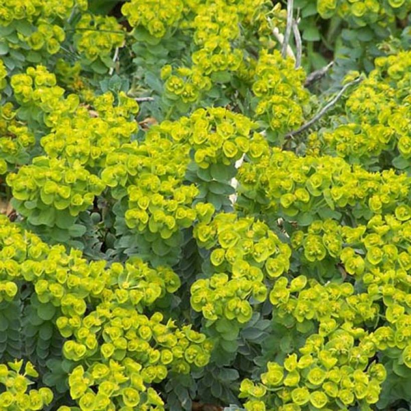 Euphorbia myrsinites - Blaugrüne Wolfsmilch (Hafen)