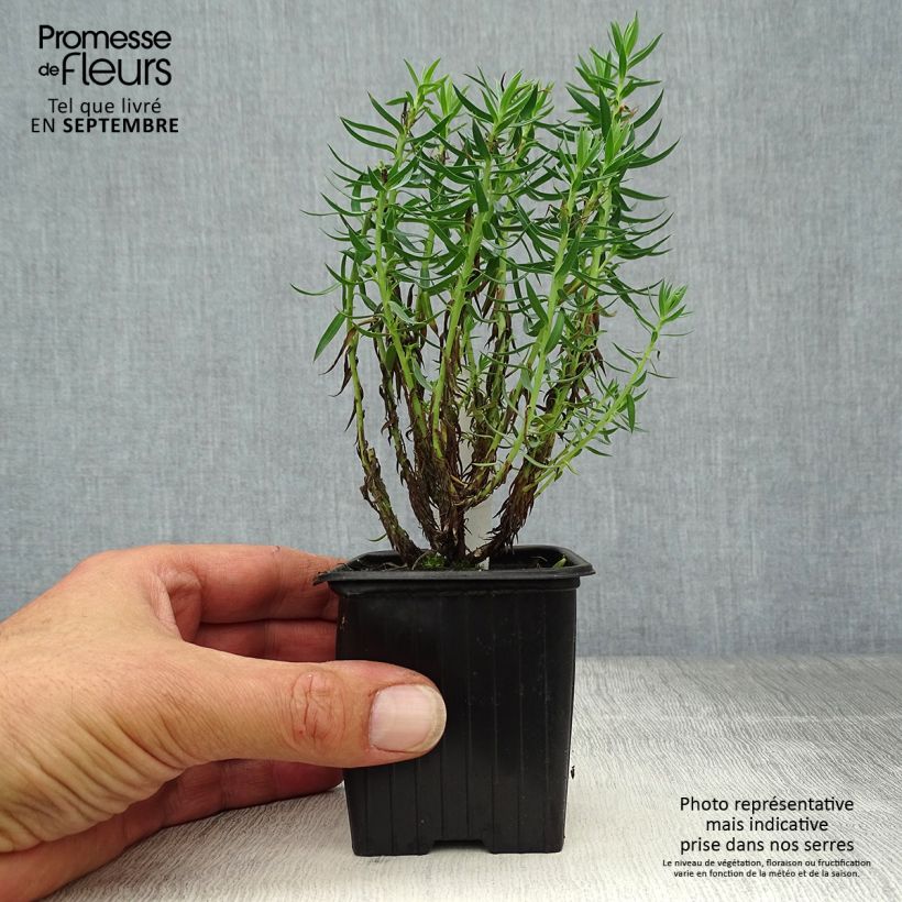 Exemplar von Euphorbia pithyusa - Pithyusen-Wolfsmilch wie im Herbst geliefert