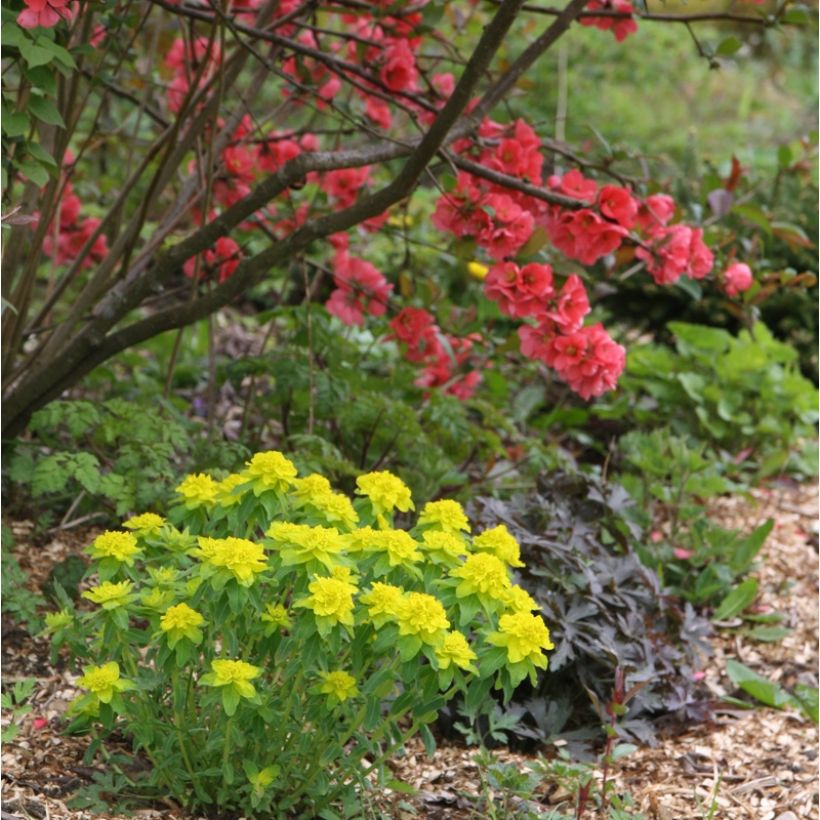 Euphorbia polychroma - Gold-Wolfsmilch (Hafen)