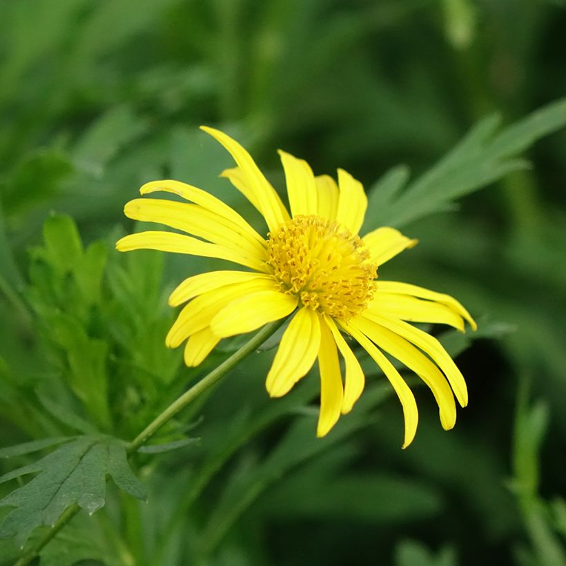 Euryops chrysanthemoides Sonnenschein - Goldmargerite (Blüte)