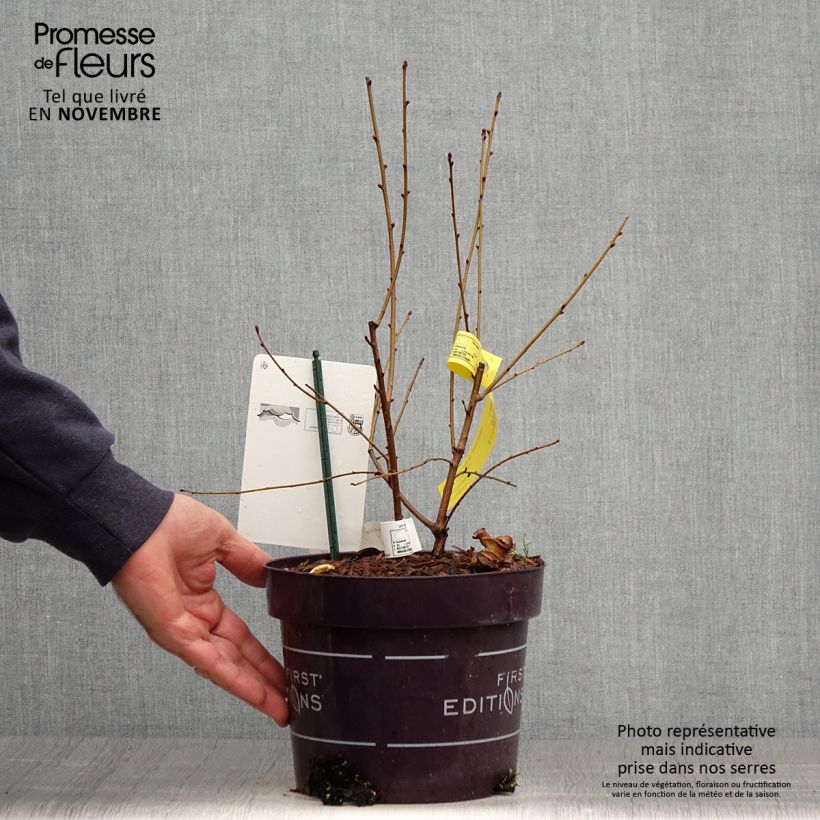 Exemplar von Exochorda Lotus Moon - Exochorde hybride - Arbre aux perles en pot de 3L/4L wie im Herbst geliefert