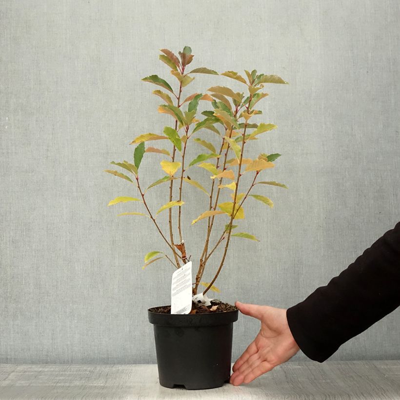 Exemplar von Exochorda racemosa Blushing Pearl 'Huibl' - Pot de 3L/4L wie im Herbst geliefert