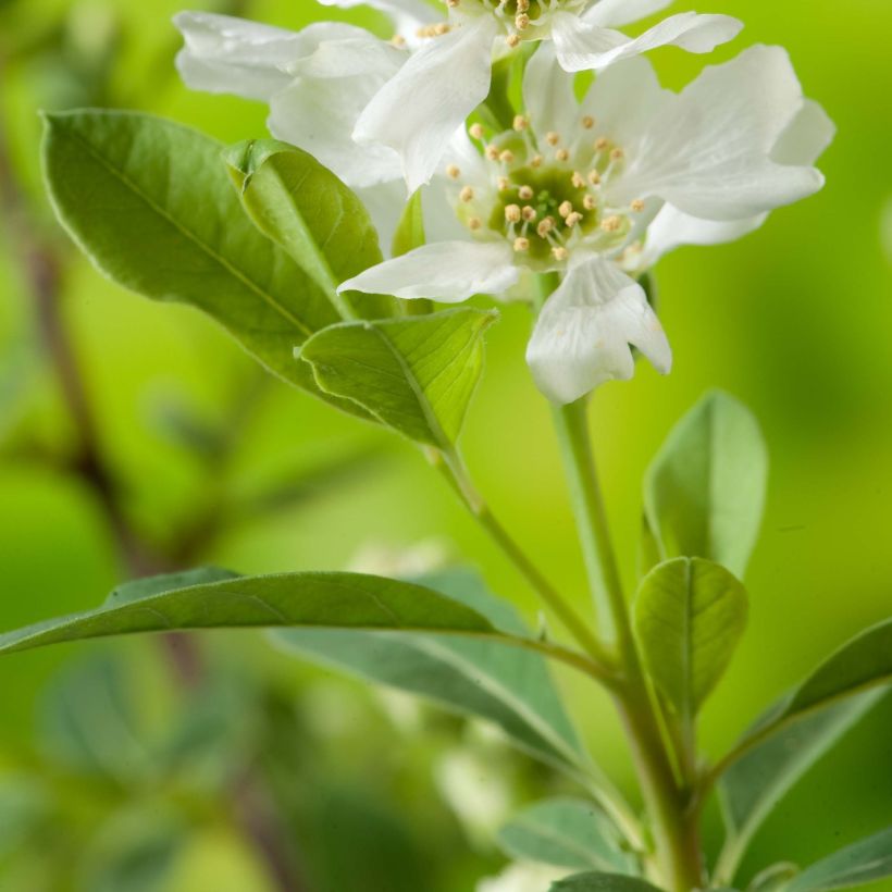 Prunkspiere Niagara - Exochorda racemosa (Laub)