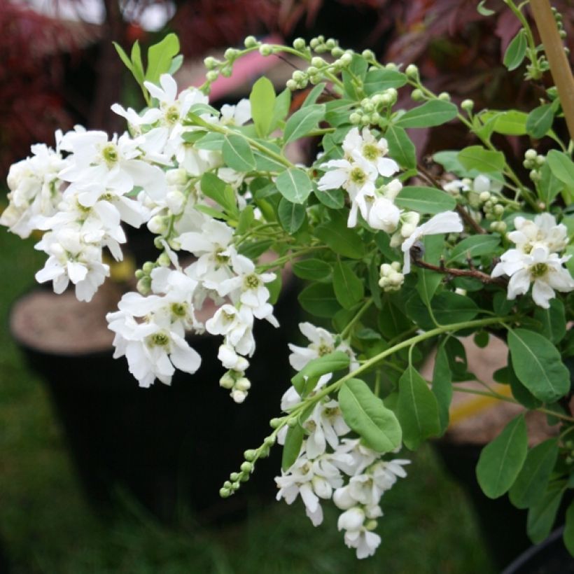 Prunkspiere The Bride - Exochorda macrantha (Hafen)