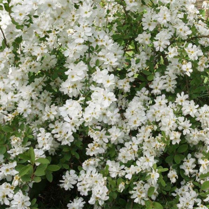 Prunkspiere The Bride - Exochorda macrantha (Blüte)