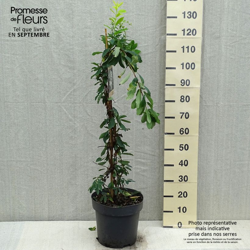 Exemplar von Exochorda x macrantha The Bride en pot de 12L/15L wie im Herbst geliefert