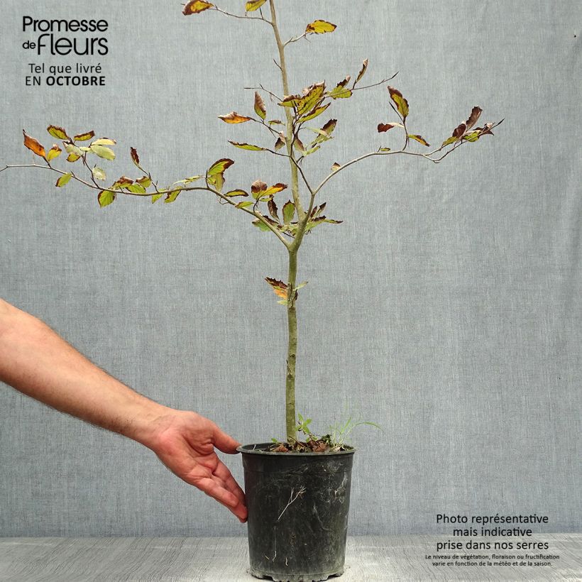 Exemplar von Rotbuche Atropurpurea - Fagus sylvatica wie im Herbst geliefert