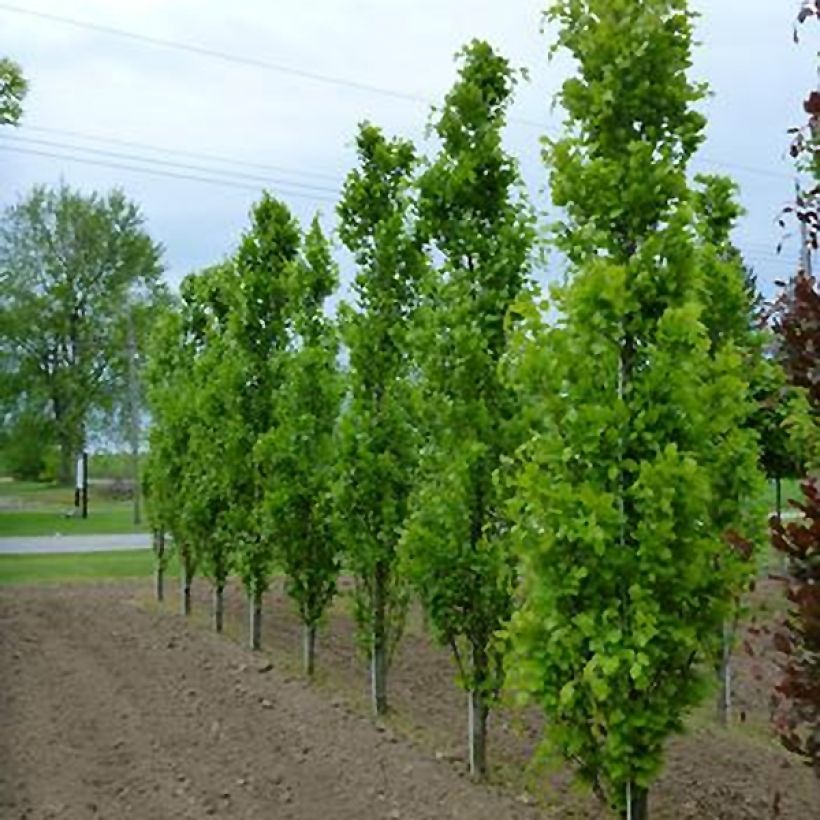 Rotbuche Dawyck - Fagus sylvatica (Laub)