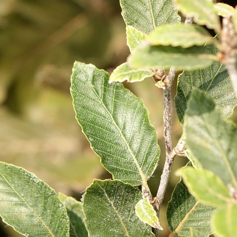 Rotbuche Felderbach - Fagus sylvatica (Laub)