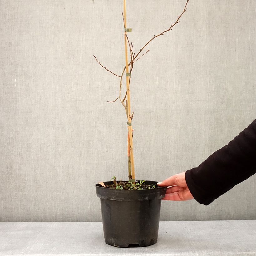 Exemplar von Rotbuche Franken - Fagus sylvatica Topf mit 4L/5LGelieferte Höhe ca. 60/80cm wie im Winter geliefert