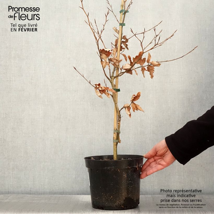 Exemplar von Fagus sylvatica Marmor Star - Hêtre panaché - Pot de 4L/5L wie im Winter geliefert