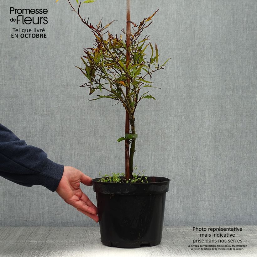 Exemplar von Fagus sylvatica Mercedes - Hêtre nain Pot de 4L/5L wie im Herbst geliefert