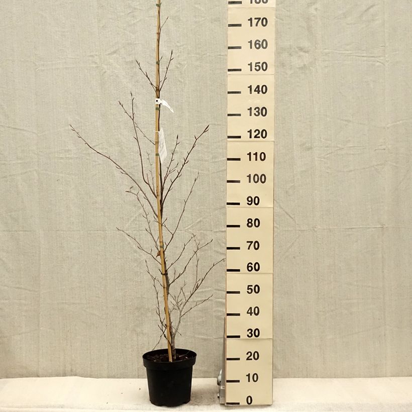 Exemplar von Rotbuche Midnight Feather - Fagus sylvatica Topf mit 7,5L/10LGelieferte Höhe ca. 120/150cm wie im Frühjahr geliefert