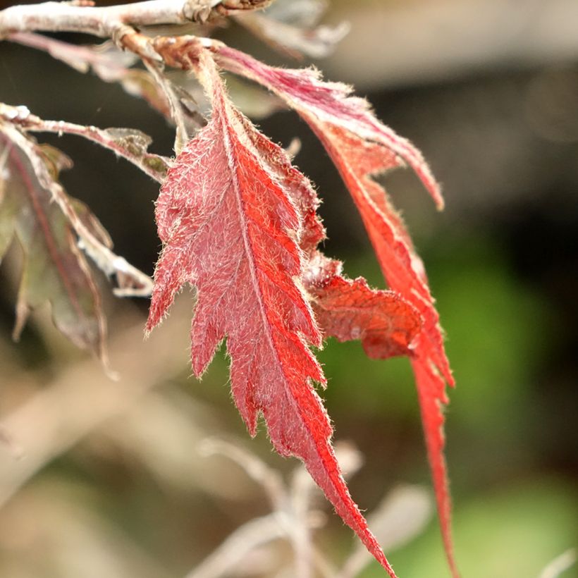 Rotbuche Midnight Feather - Fagus sylvatica (Laub)