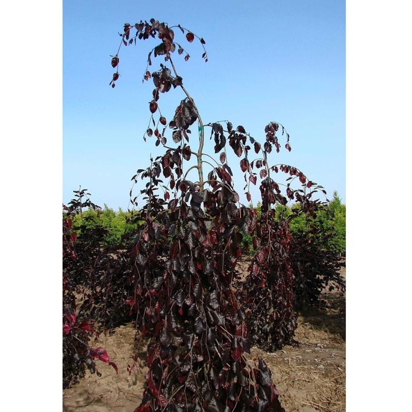 Rotbuche Purple Fountain - Fagus sylvatica (Hafen)