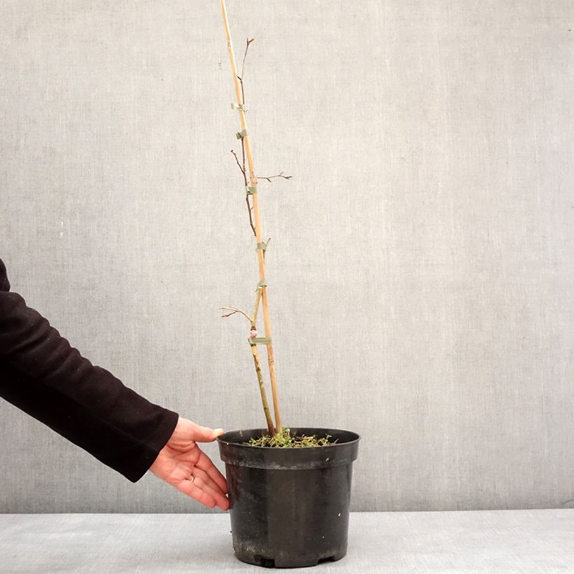 Exemplar von Rotbuche Rohan Green Weeping - Fagus sylvatica Topf mit 4L/5LGelieferte Höhe ca. 40/60cm wie im Winter geliefert