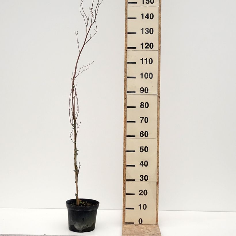 Exemplar von Rotbuche Rohan Minaret - Fagus sylvatica Topf mit 4L/5LGelieferte Höhe ca. 60/80cm wie im Winter geliefert