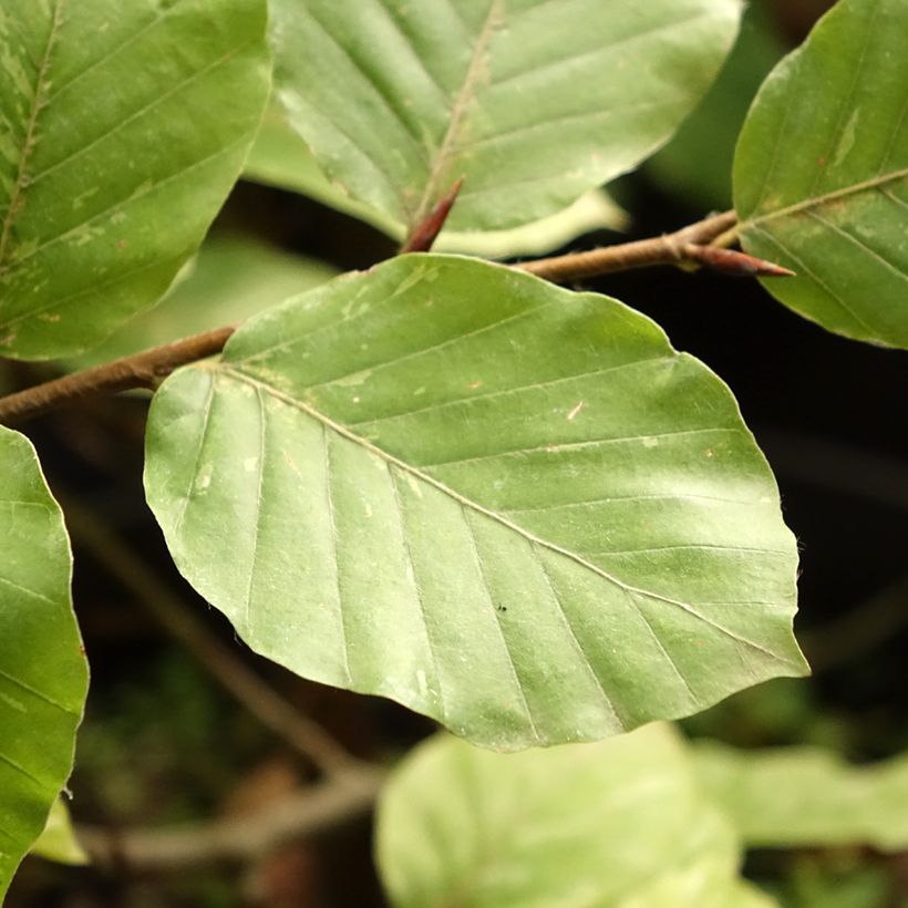 Rotbuche Rolf Marquardt - Fagus sylvatica (Laub)