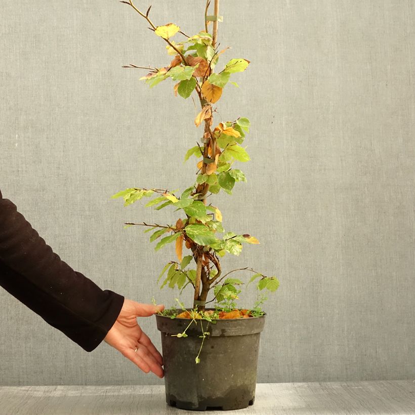 Exemplar von Fagus sylvatica Rolf Marquardt - Hêtre nain panaché - Pot de 4L/5L wie im Herbst geliefert