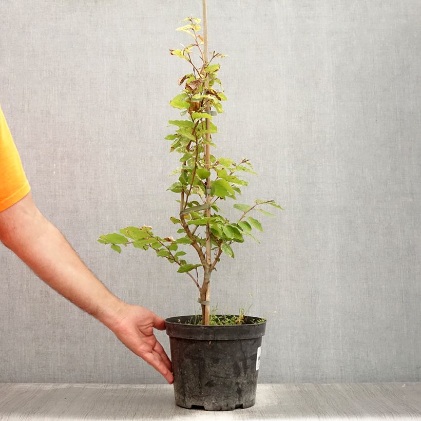 Exemplar von Fagus sylvatica Rolf Marquardt - Hêtre nain panaché - Pot de 4L/5L wie im Sommer geliefert