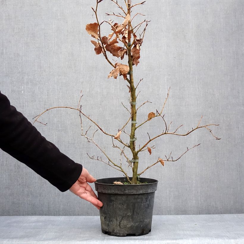 Exemplar von Rotbuche Rolf Marquardt - Fagus sylvatica Topf mit 4L/5LGelieferte Höhe ca. 40/60cm wie im Winter geliefert